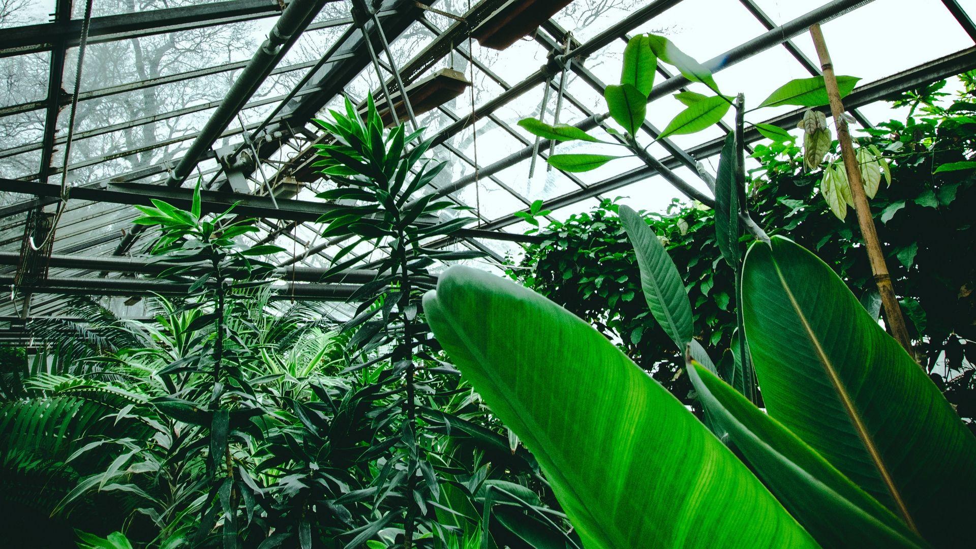 1920x1080 Download wallpaper 1920x1080 greenhouse, plants, tropical