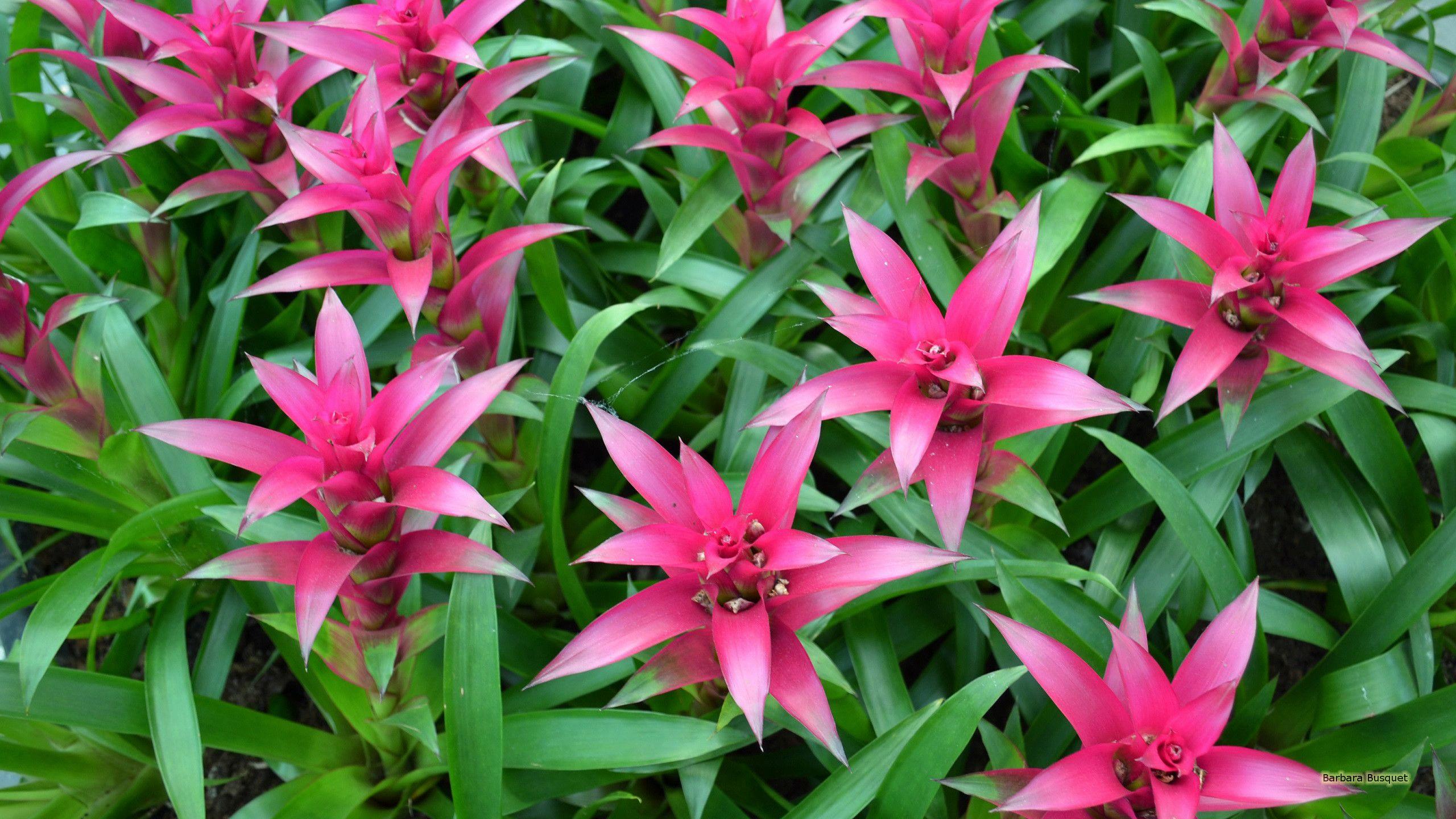 2560x1440 Tropical pink flowers. Barbaras HD Wallpaper