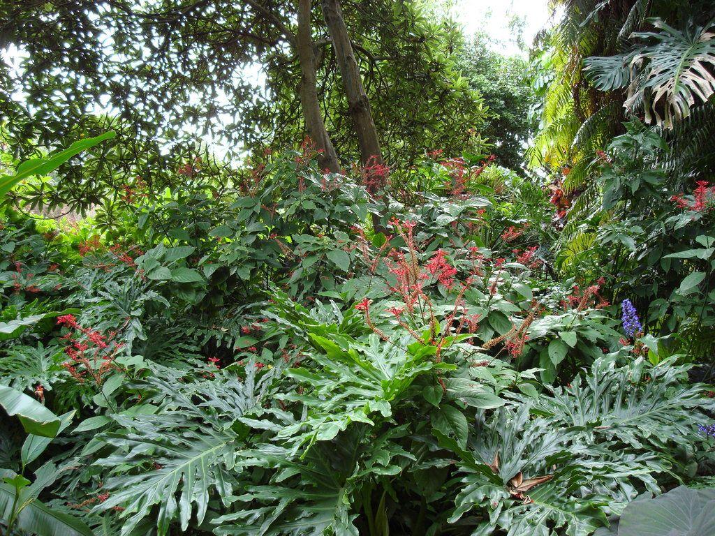 1024x768 Tropical Plant Wallpaper