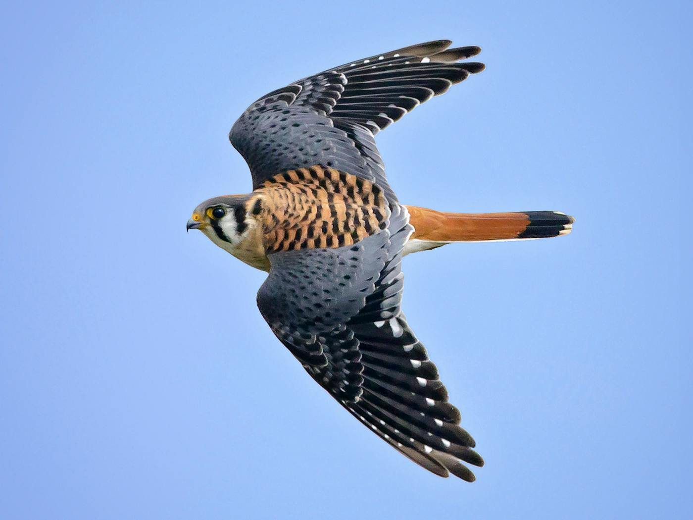 1400x1050 Kestrels in Texas