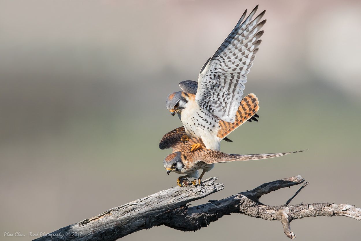 1250x833 The American Kestrel of CHRP