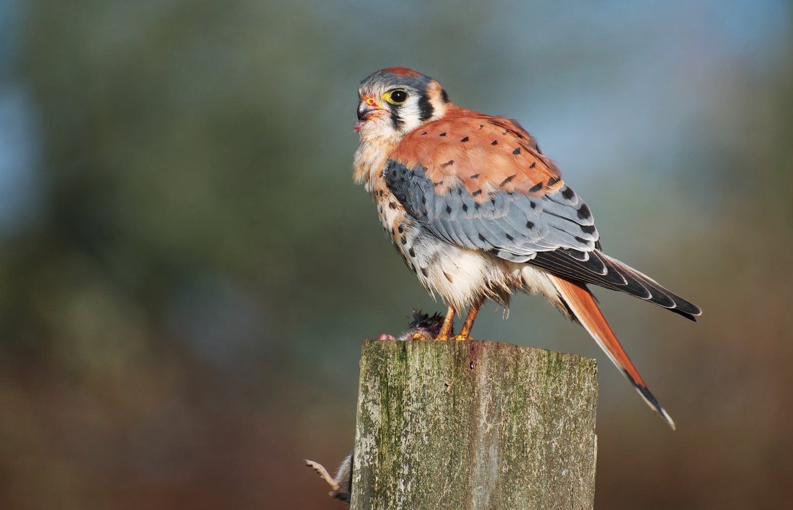 1600x1030 American Kestrel on a stump picture