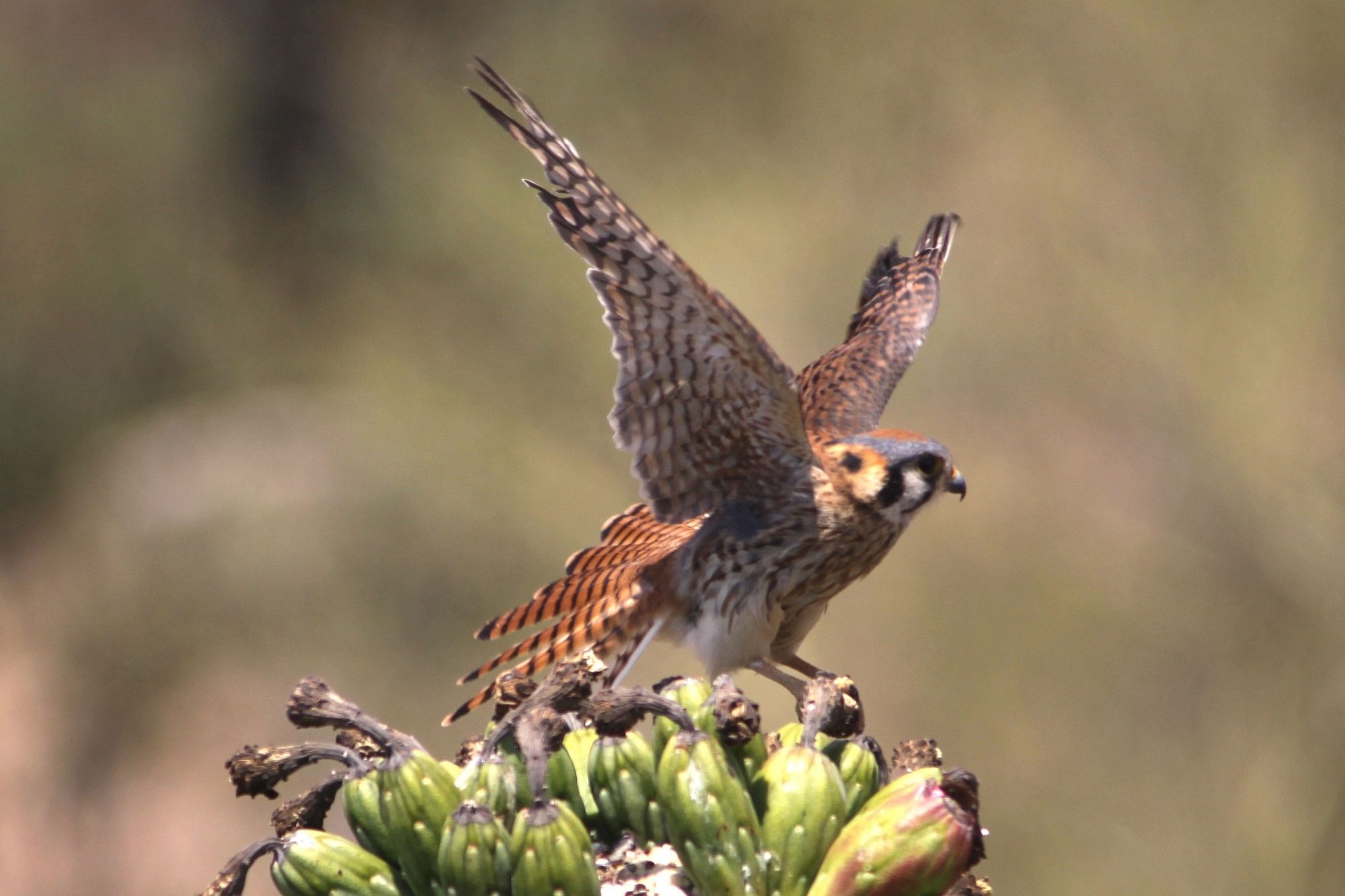 2000x1333 American Kestrels