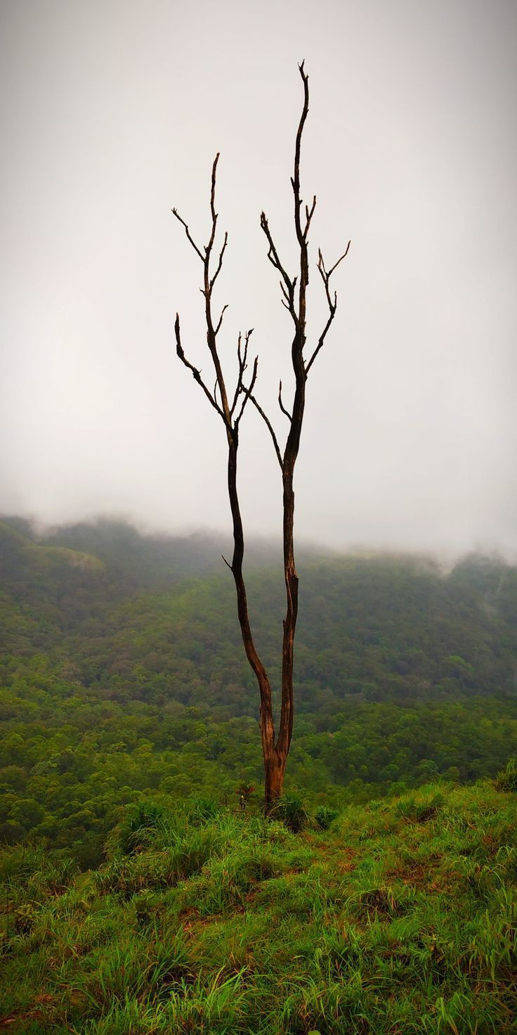 736x1472 HD wallpaper: india, idukki, microwave