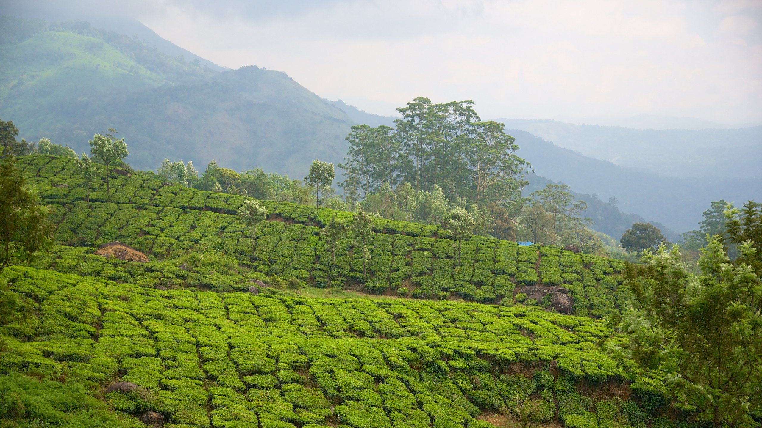 2560x1440 Idukki District Travel 2024