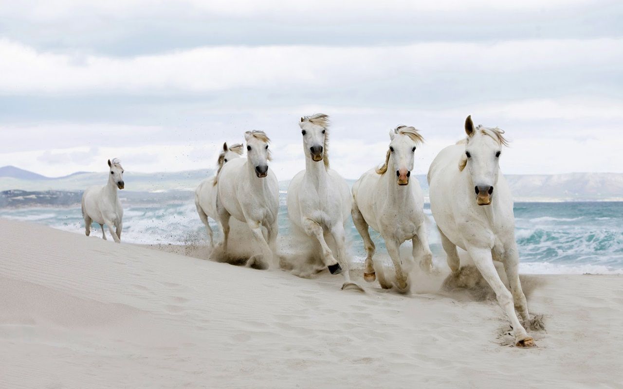 1280x800 white horses wallpaper