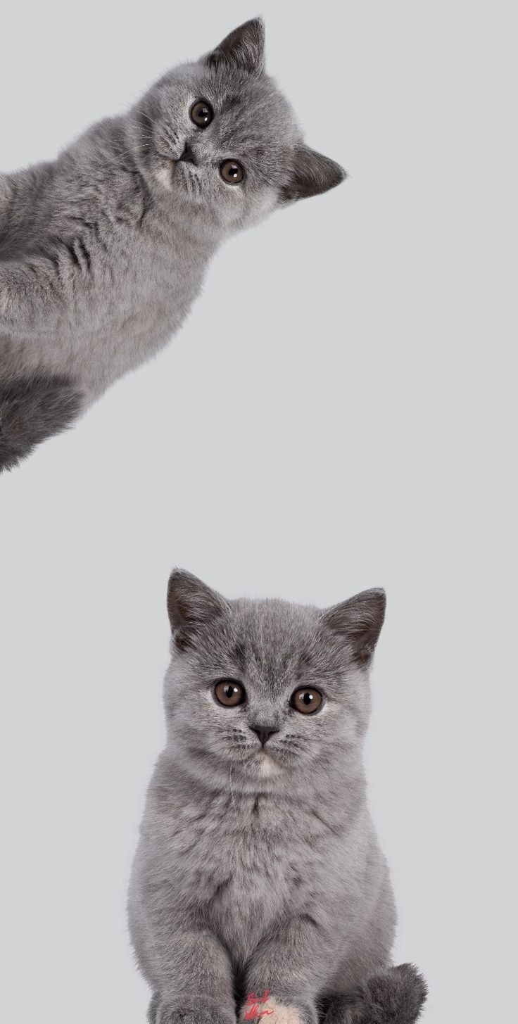 736x1455 Wallpaper kucing lucu
