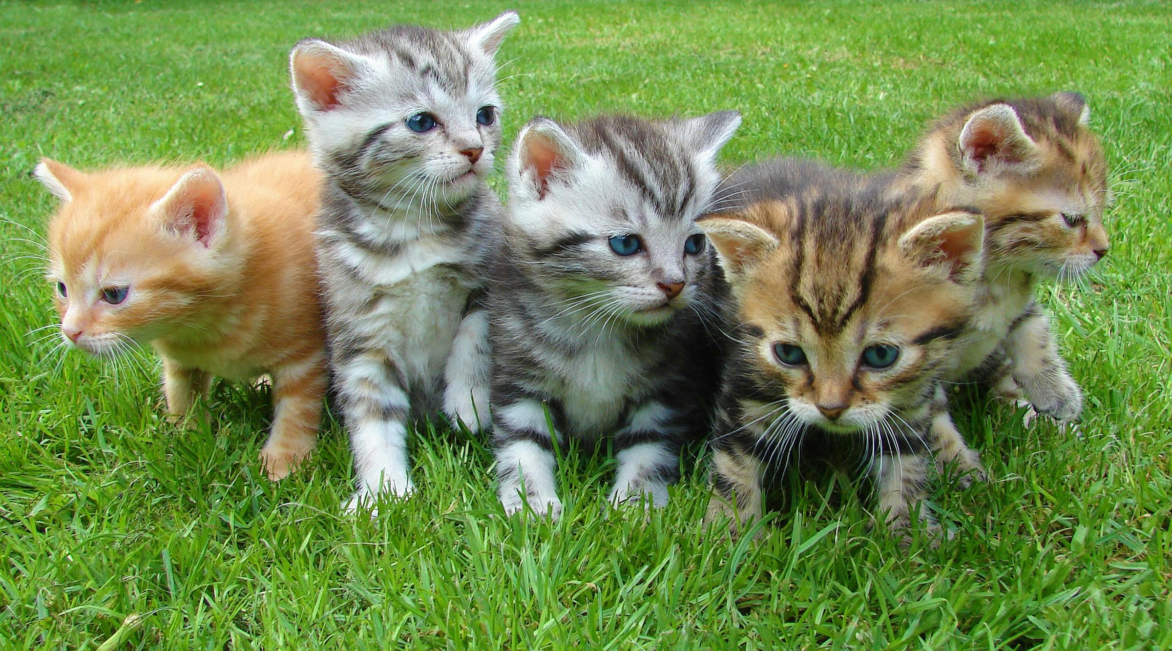2400x1334 100.Foto Kucing Lucu Terbaik