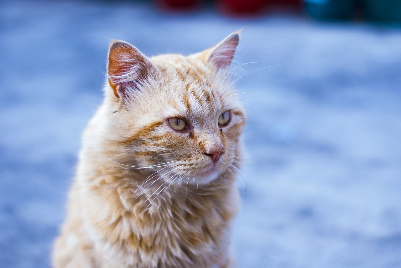 1280x857 Kucing Lucu Panjang Rambut Maskot
