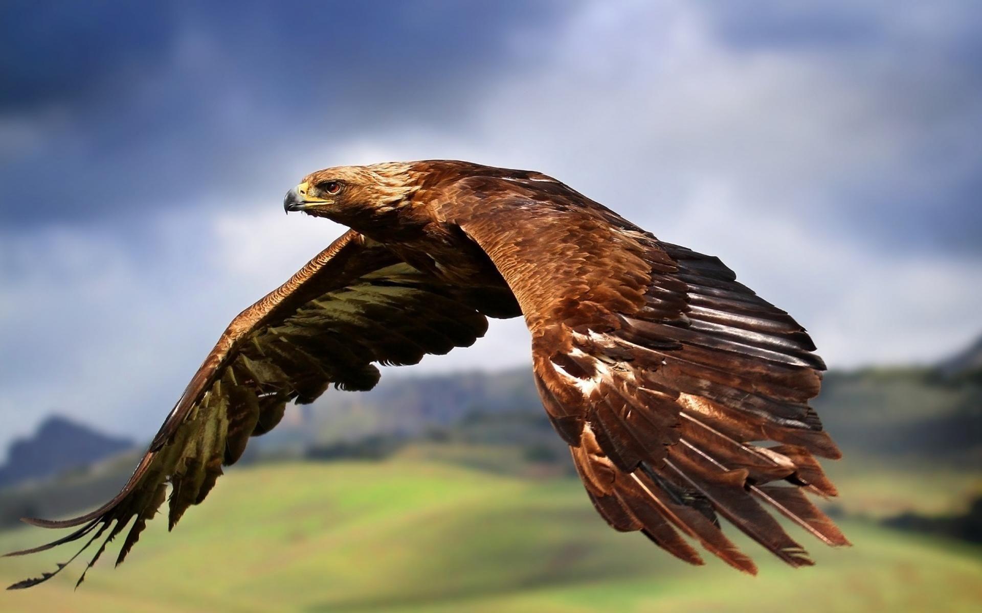 1920x1200 Golden Eagle wallpaper desktop. Projects to Try. Hawk