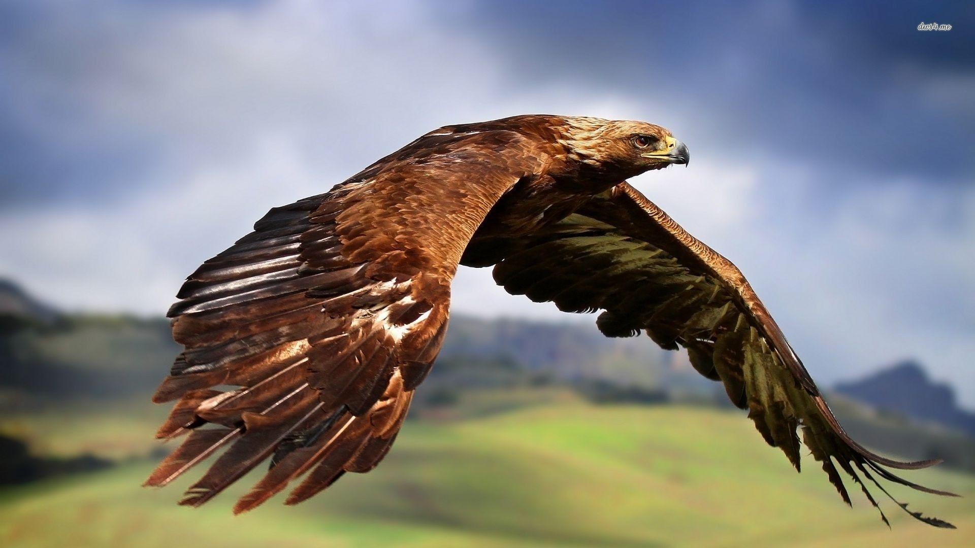 1920x1080 Golden Eagle Wallpaper