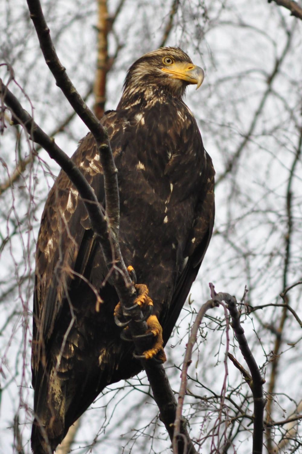 1000x1506 Golden Eagle Picture [HD]. Download Free Image