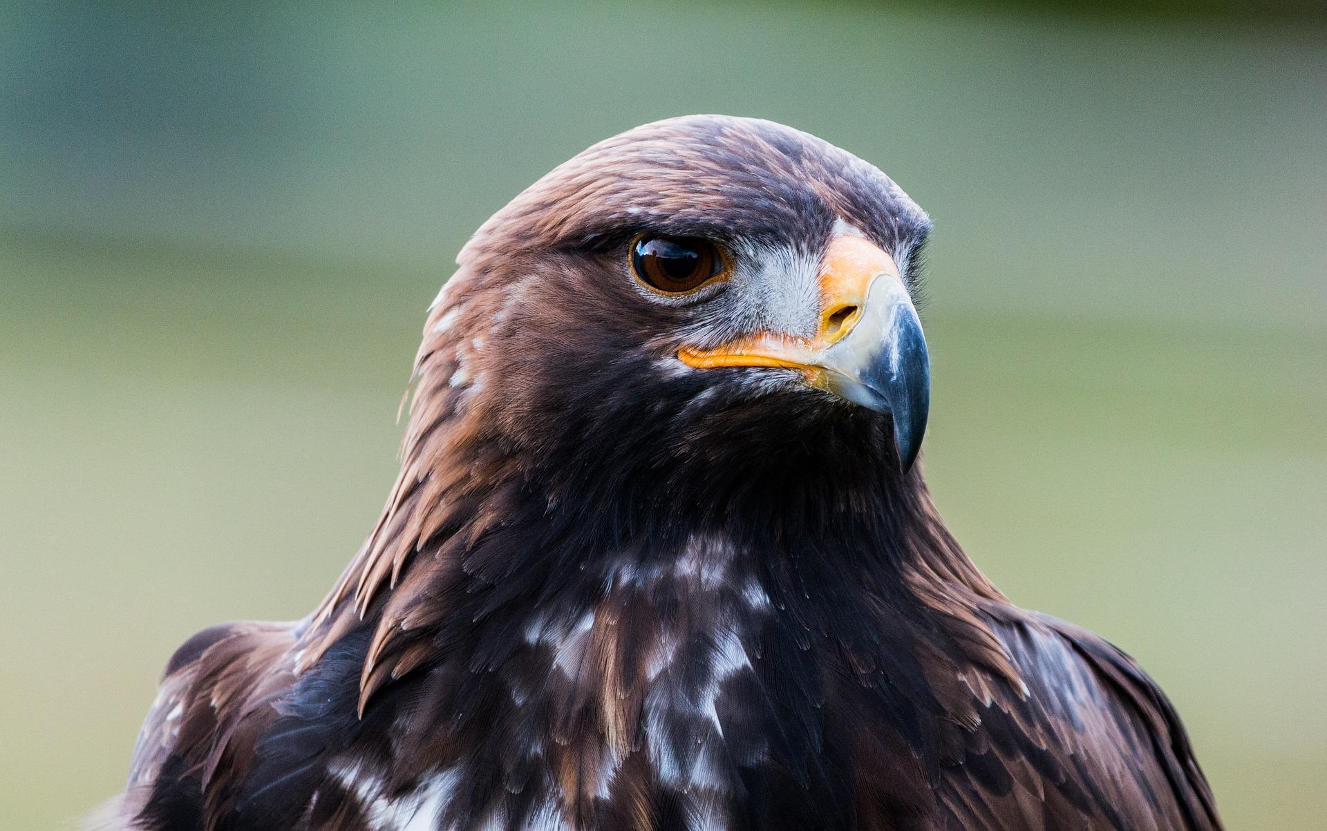 1920x1203 Golden Eagle Wallpaper HD for Android