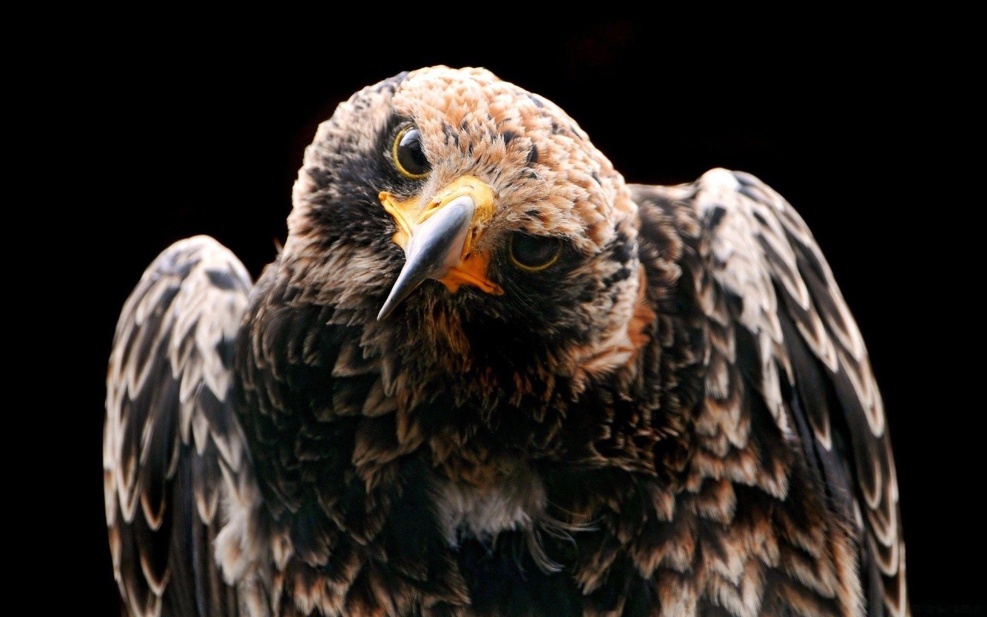 1920x1200 Golden Eagle