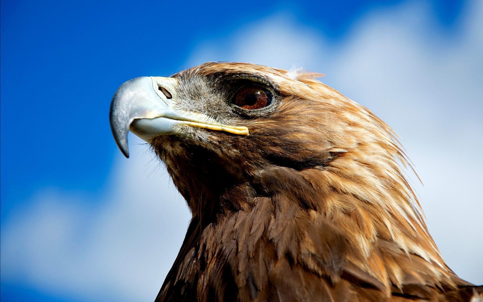 1920x1200 Eagle