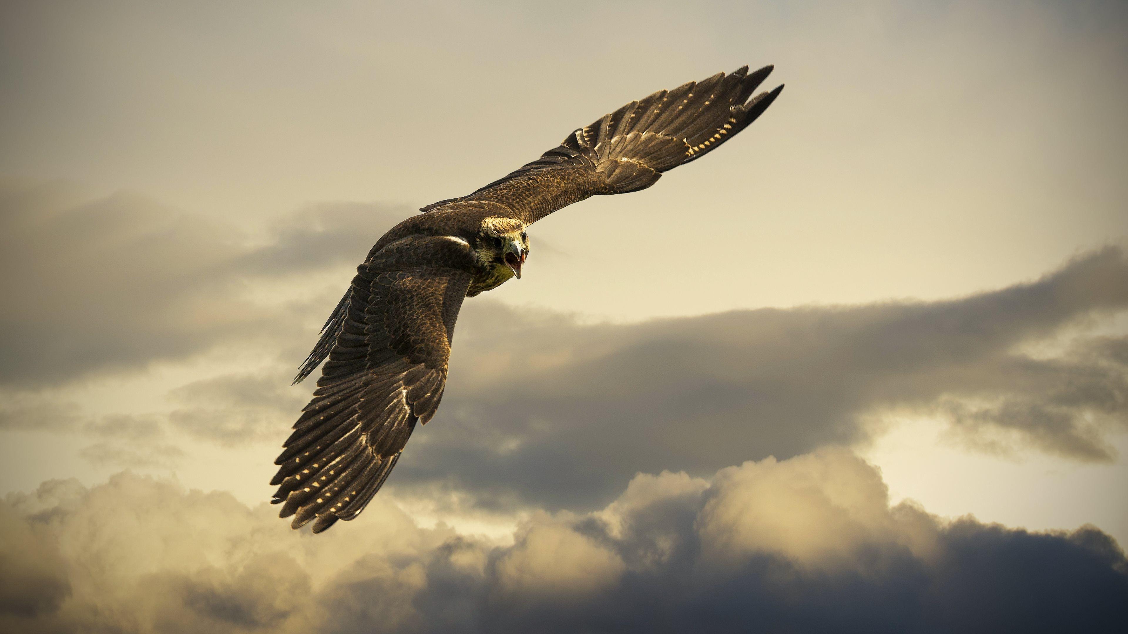 3840x2160 Golden Eagle Wallpaper 15 X 2160