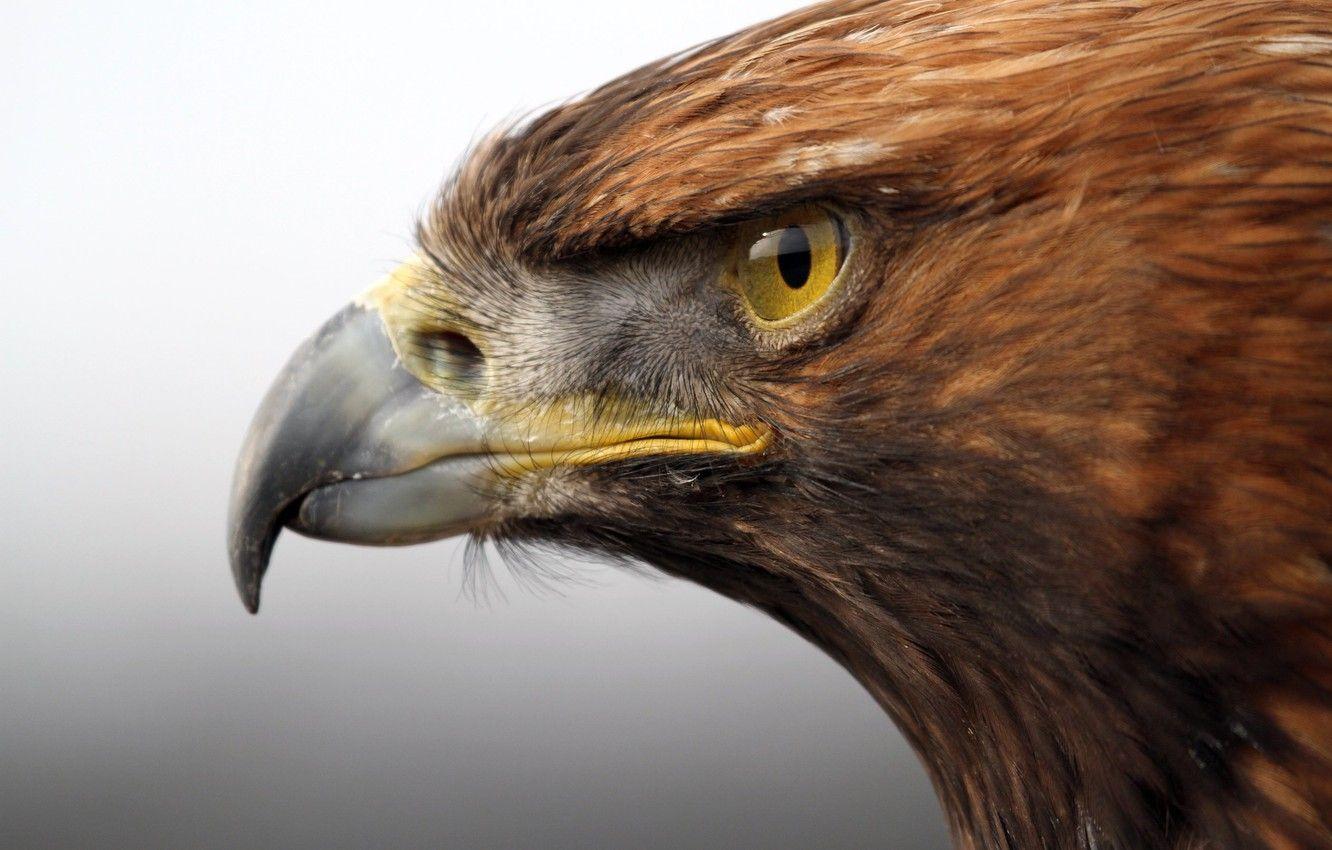 1332x850 Wallpaper look, bird, predator, head, beak, Golden eagle