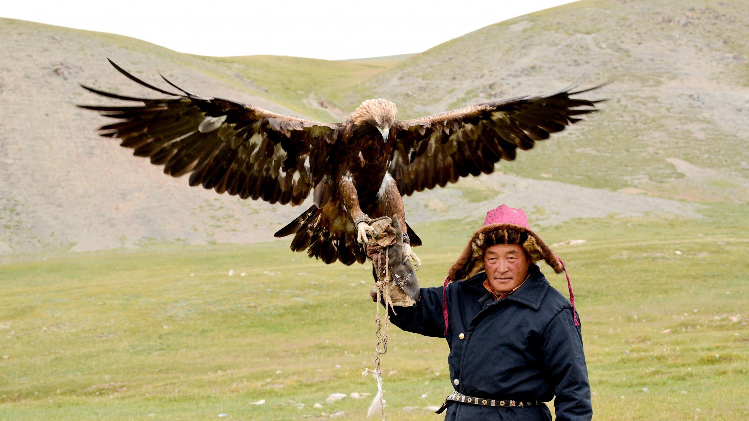 2560x1440 Golden Eagle wallpaper 2560x1440 desktop background