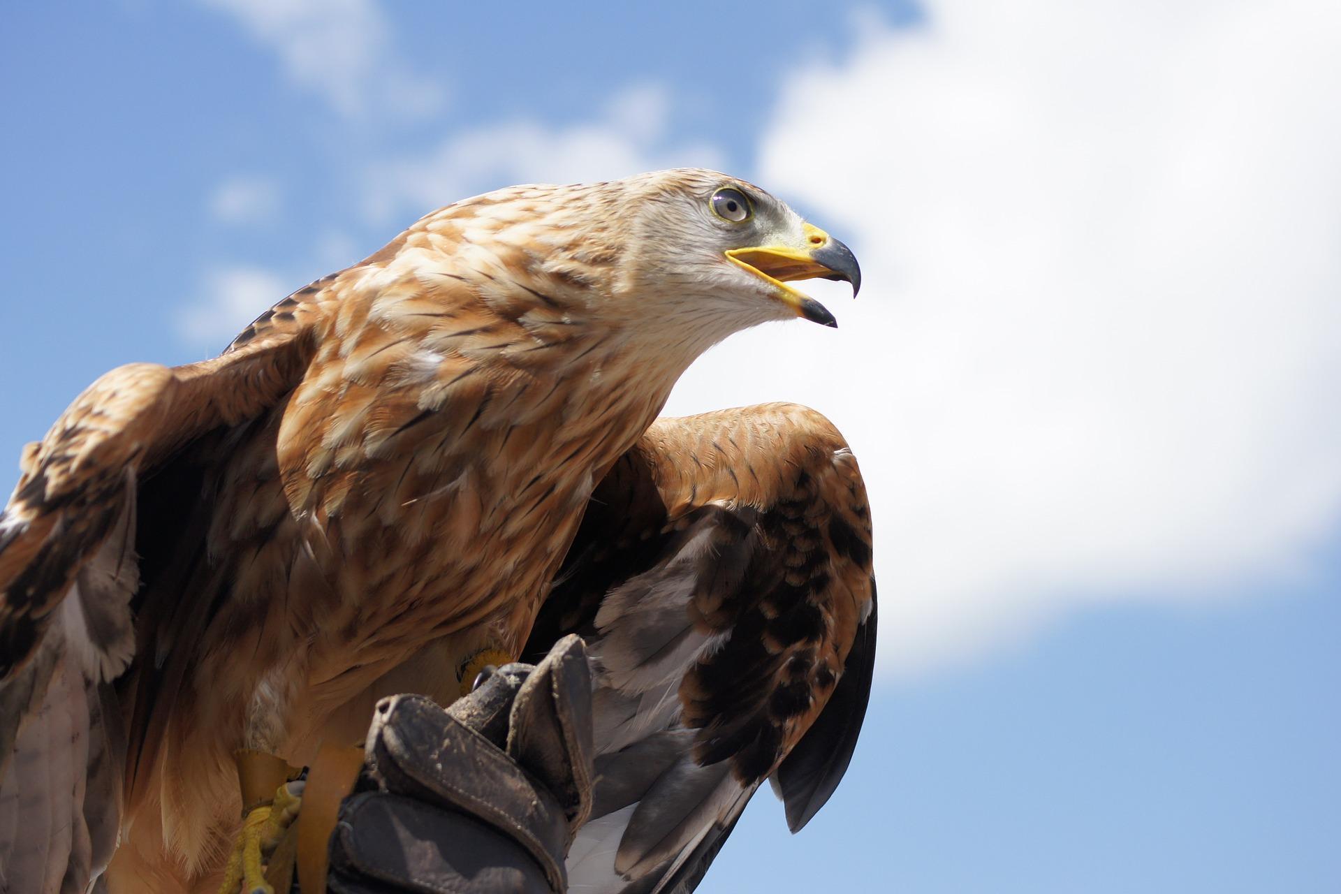 1920x1280 Golden Eagle Wallpaper HD for Android
