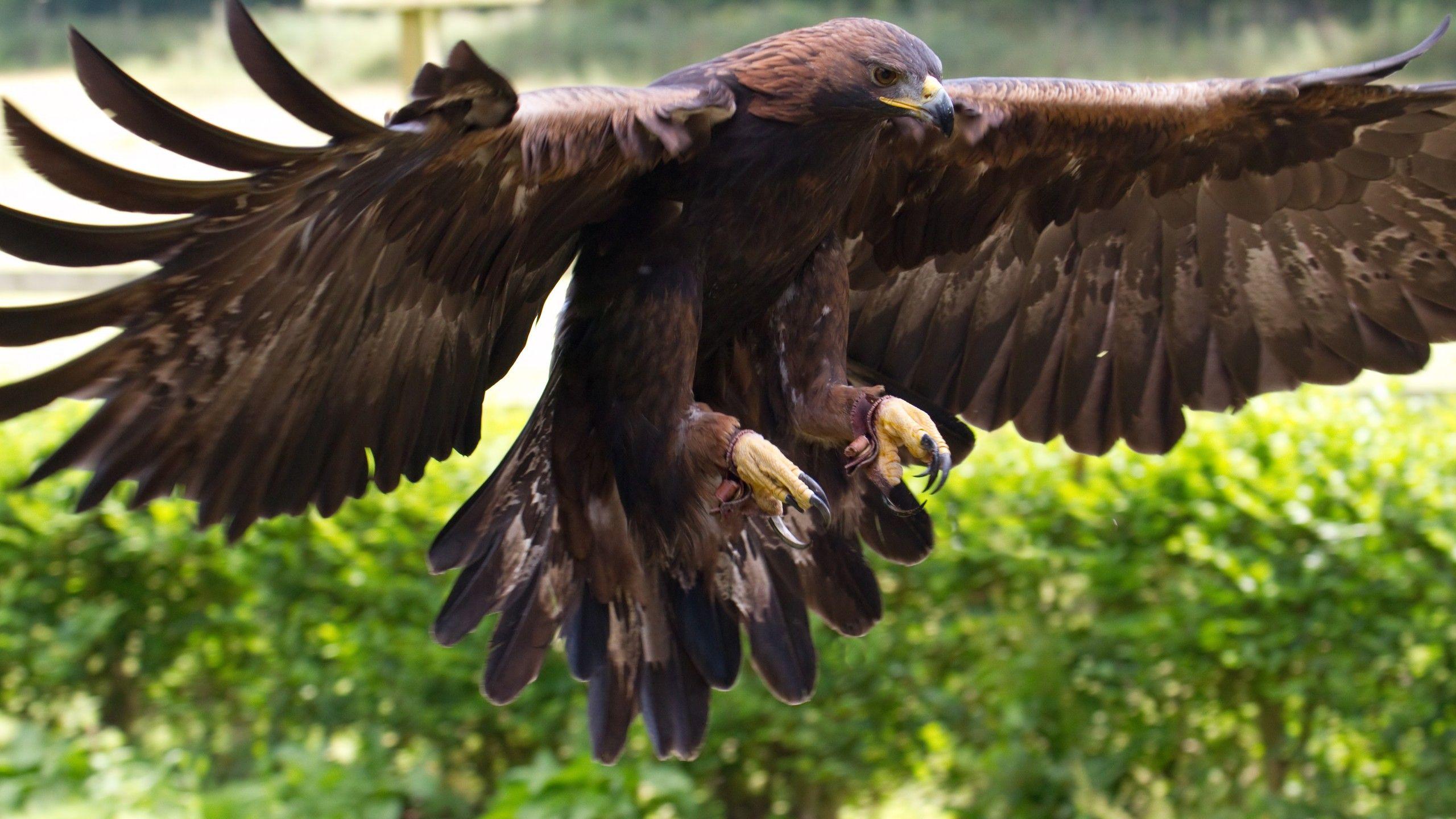 2560x1440 Nature Eagle HD Wallpaper