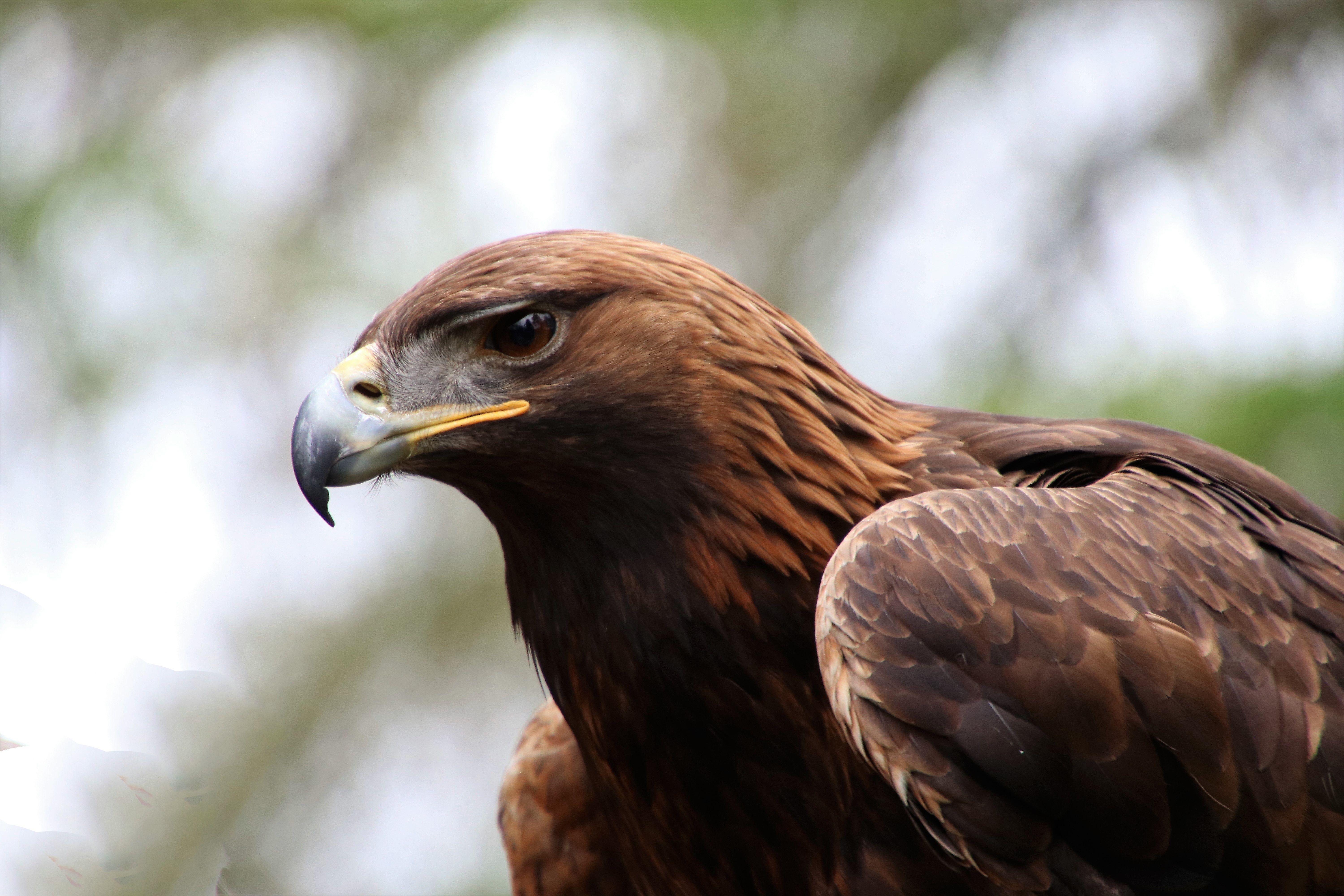 6000x4000 Golden Eagle 6K UHD Wallpaper