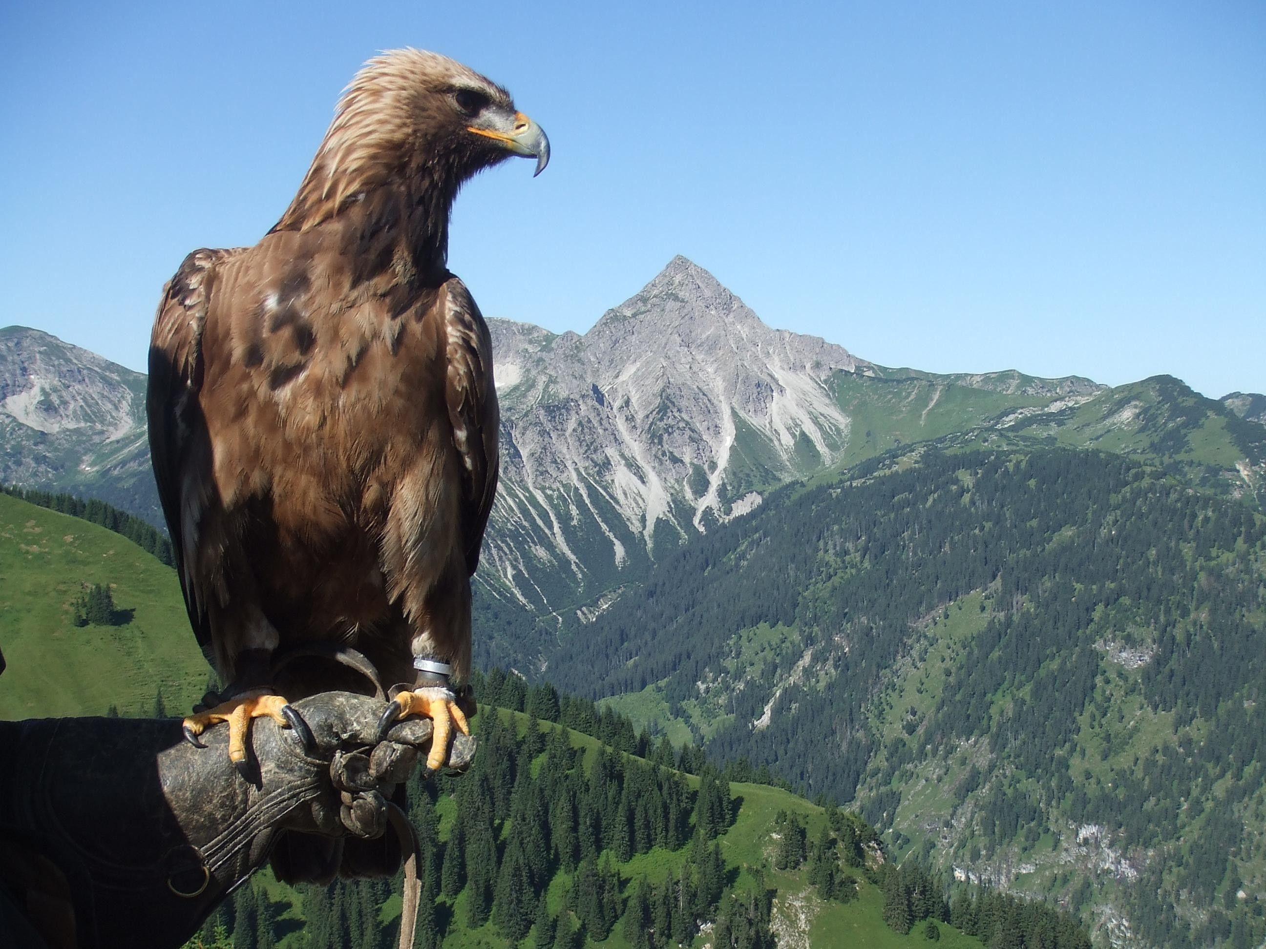 2592x1944 Golden Eagle Wallpaper