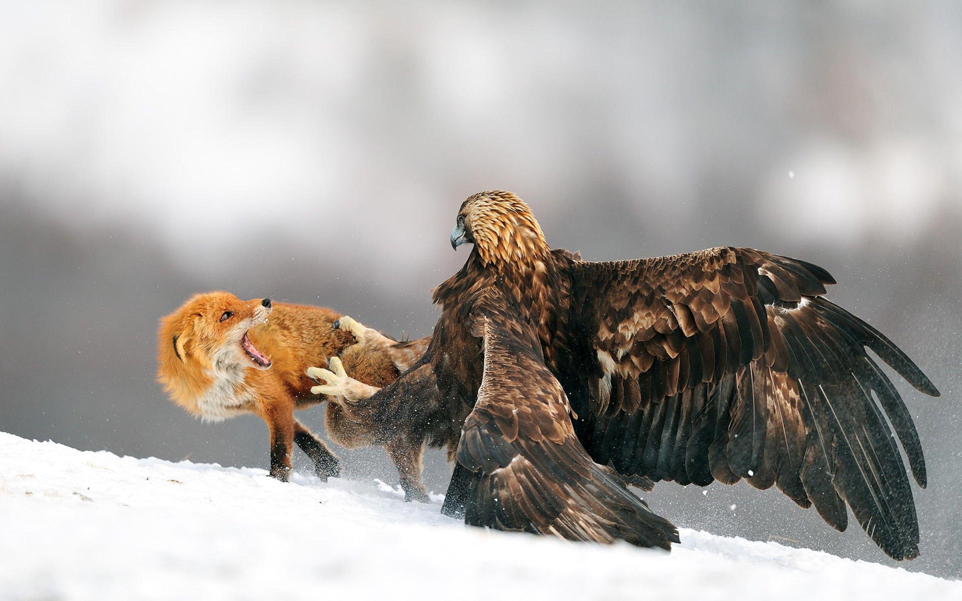 3360x2100 nature eagle fox snow fighting golden eagles