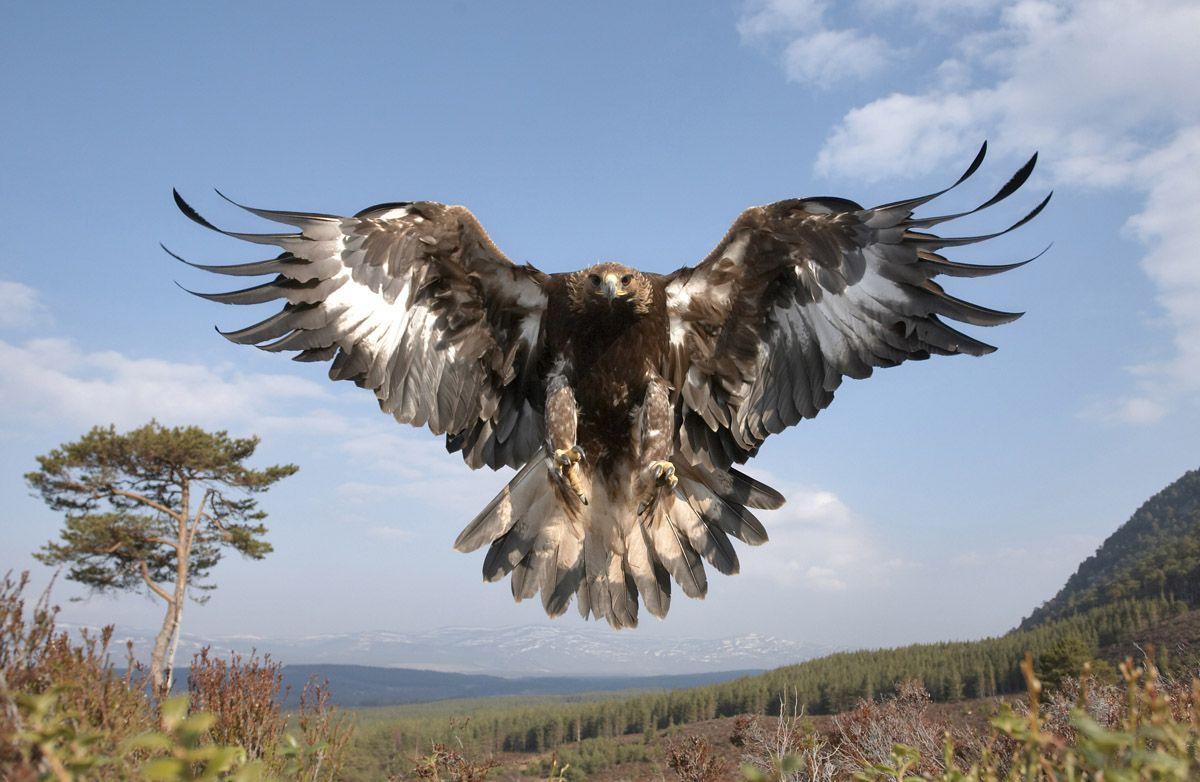 1200x782 Golden Eagle Wallpaper 8272 HD Wallpaper In A