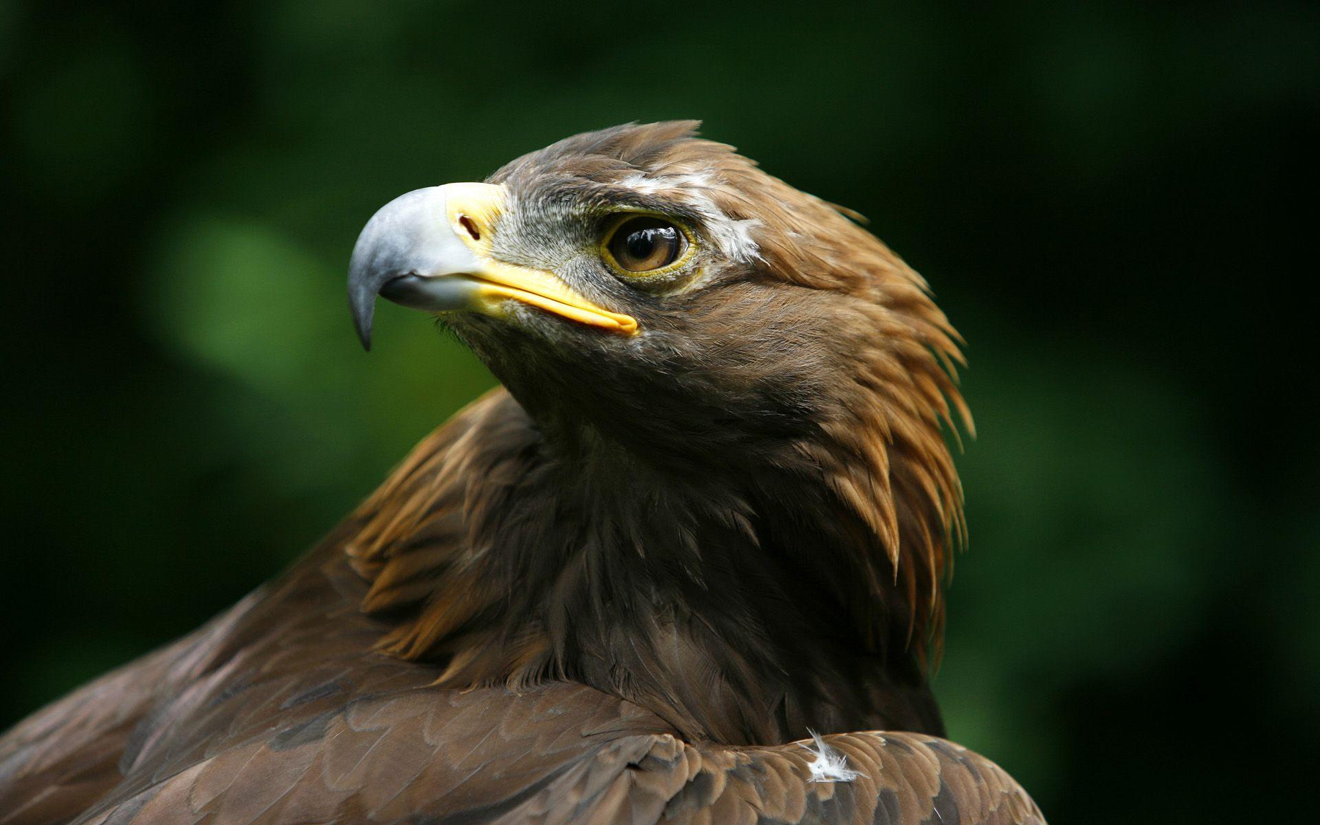 1920x1200 Golden Eagle Wallpaper Widescreen • dodskypict