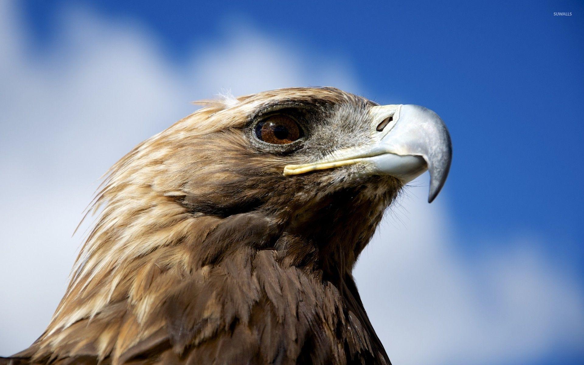 1920x1200 Golden eagle [2] wallpaper wallpaper