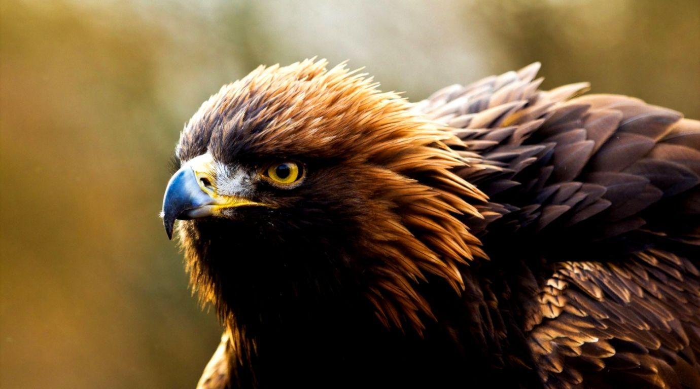 1380x768 Steppe Eagle Wallpaper HD