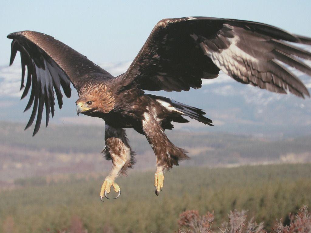1024x768 Beautiful Golden Eagle In Flight Eagles Wallpaper