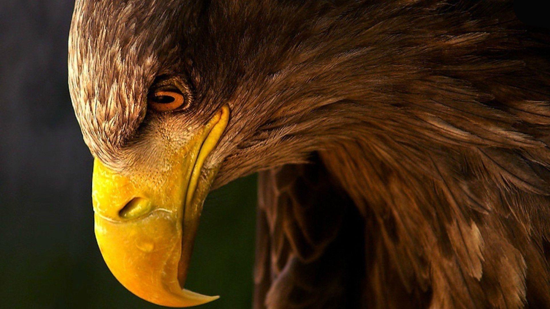 1920x1080 Golden Eagle Wallpaper 14 X 1080