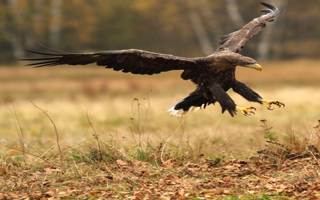 1280x800 Desktop HD golden eagle wallpaper