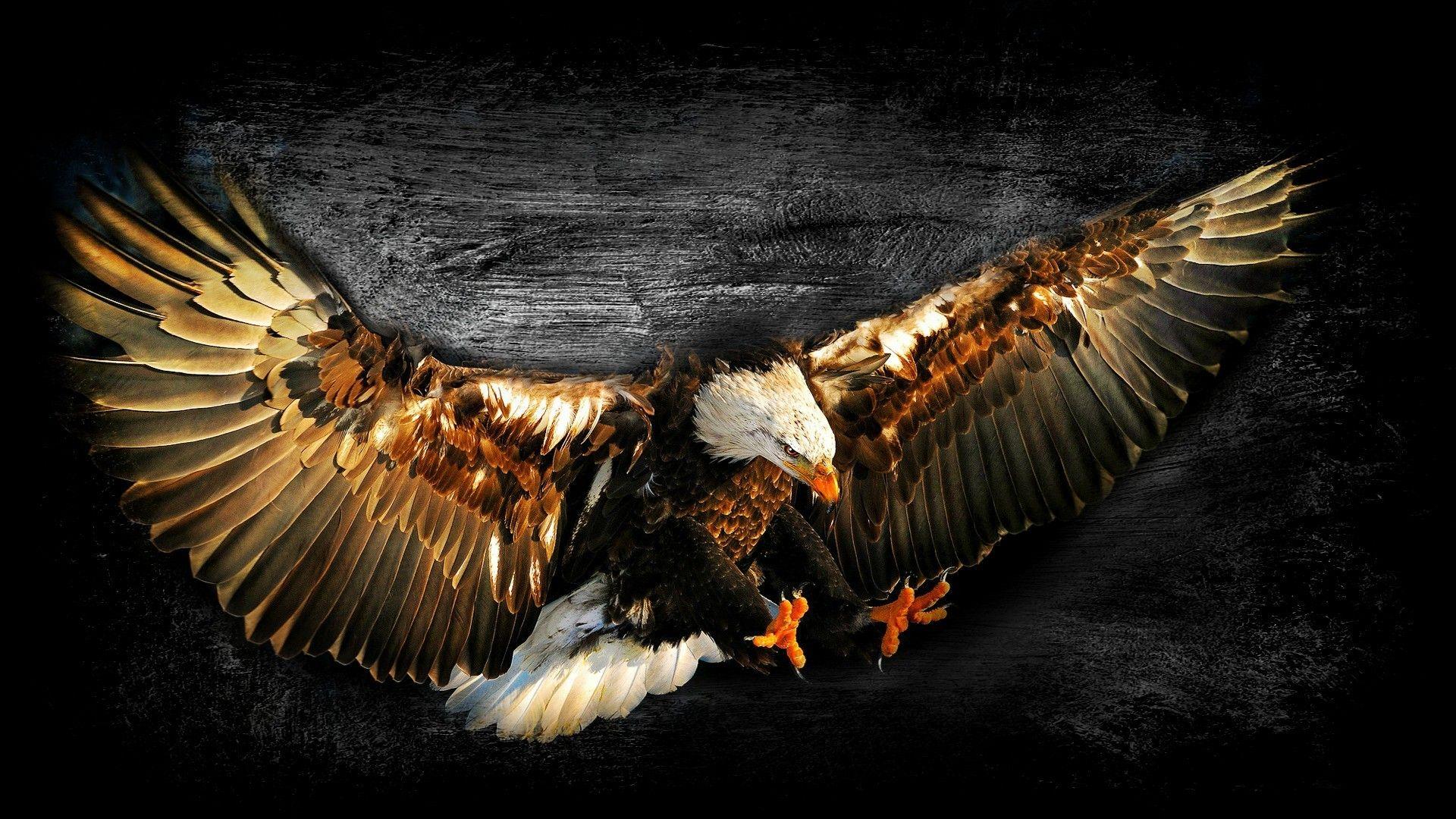 1920x1080 Bald Eagle Work Of Art Wallpaper Eagle And Grizzly