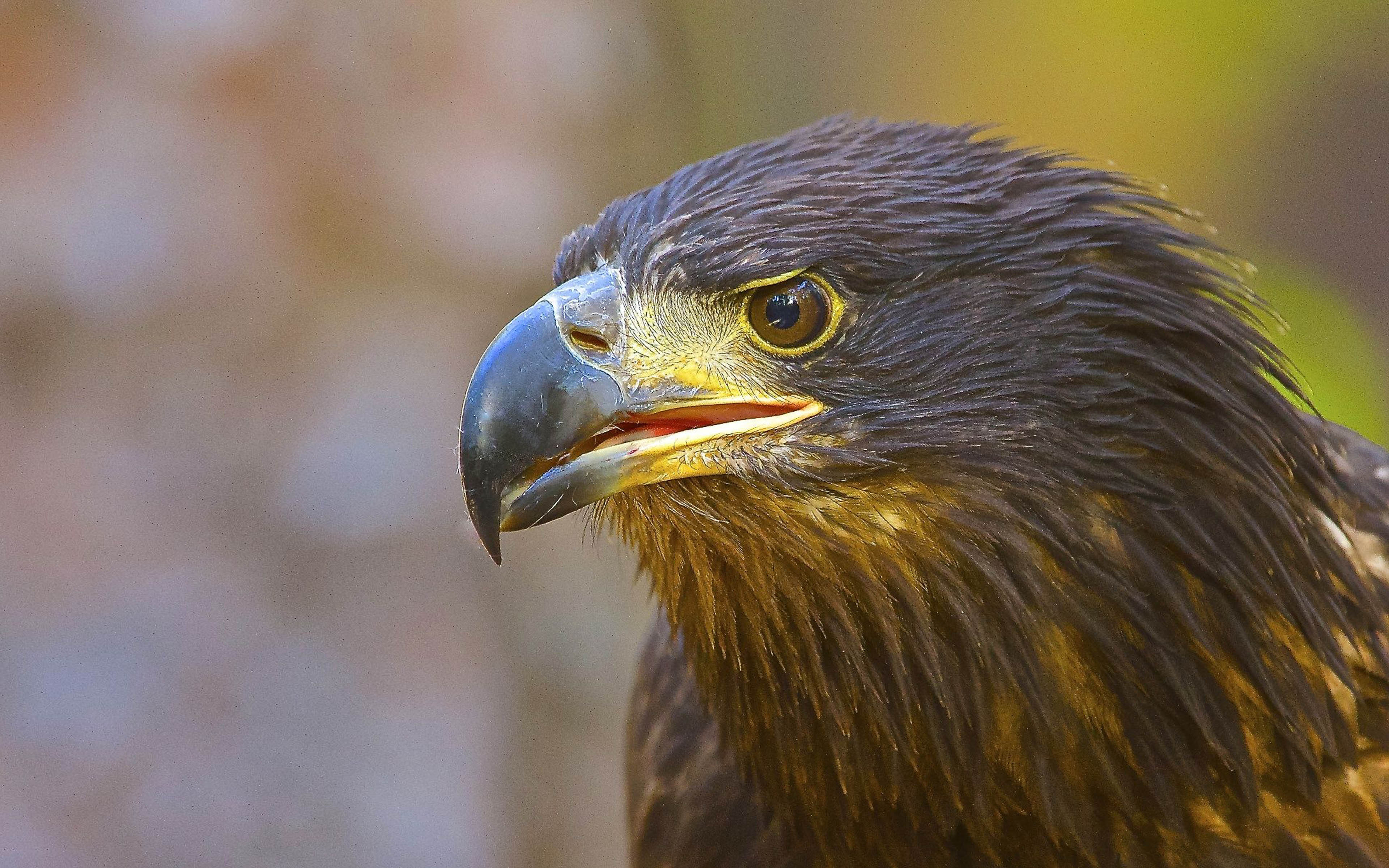3840x2400 Golden Eagle Juvenile Bird Of Prey Desktop HD Wallpaper