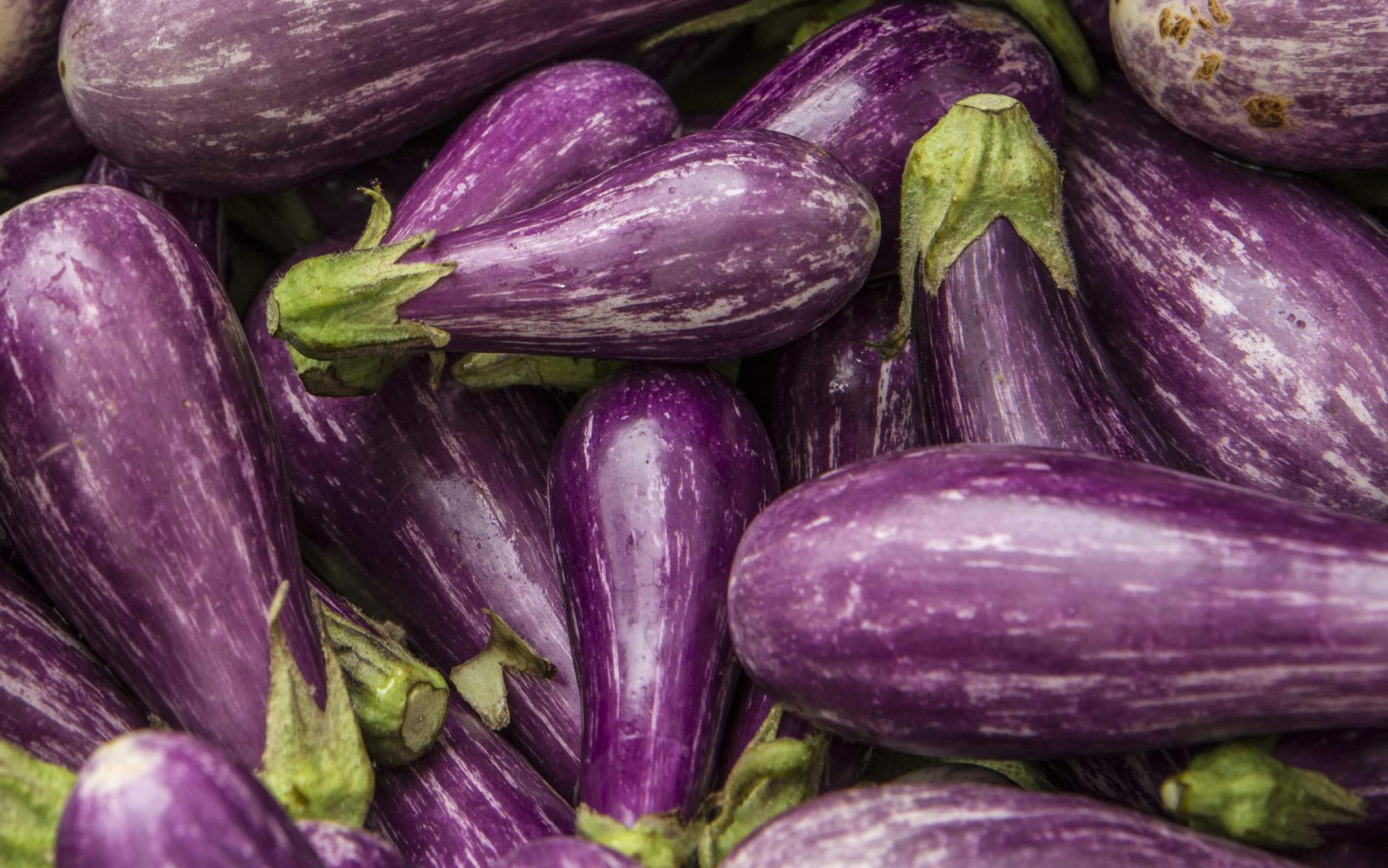 Eggplant Wallpapers - Top Free Eggplant Backgrounds - WallpaperAccess