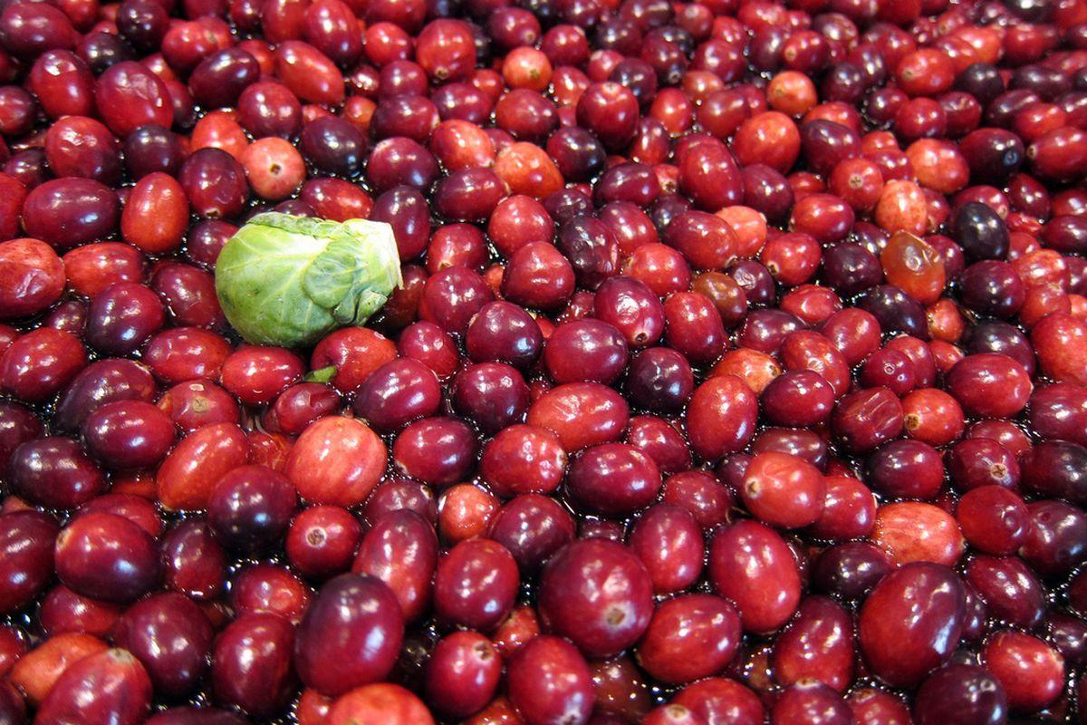 Cranberry Wallpapers - Top Free Cranberry Backgrounds - WallpaperAccess