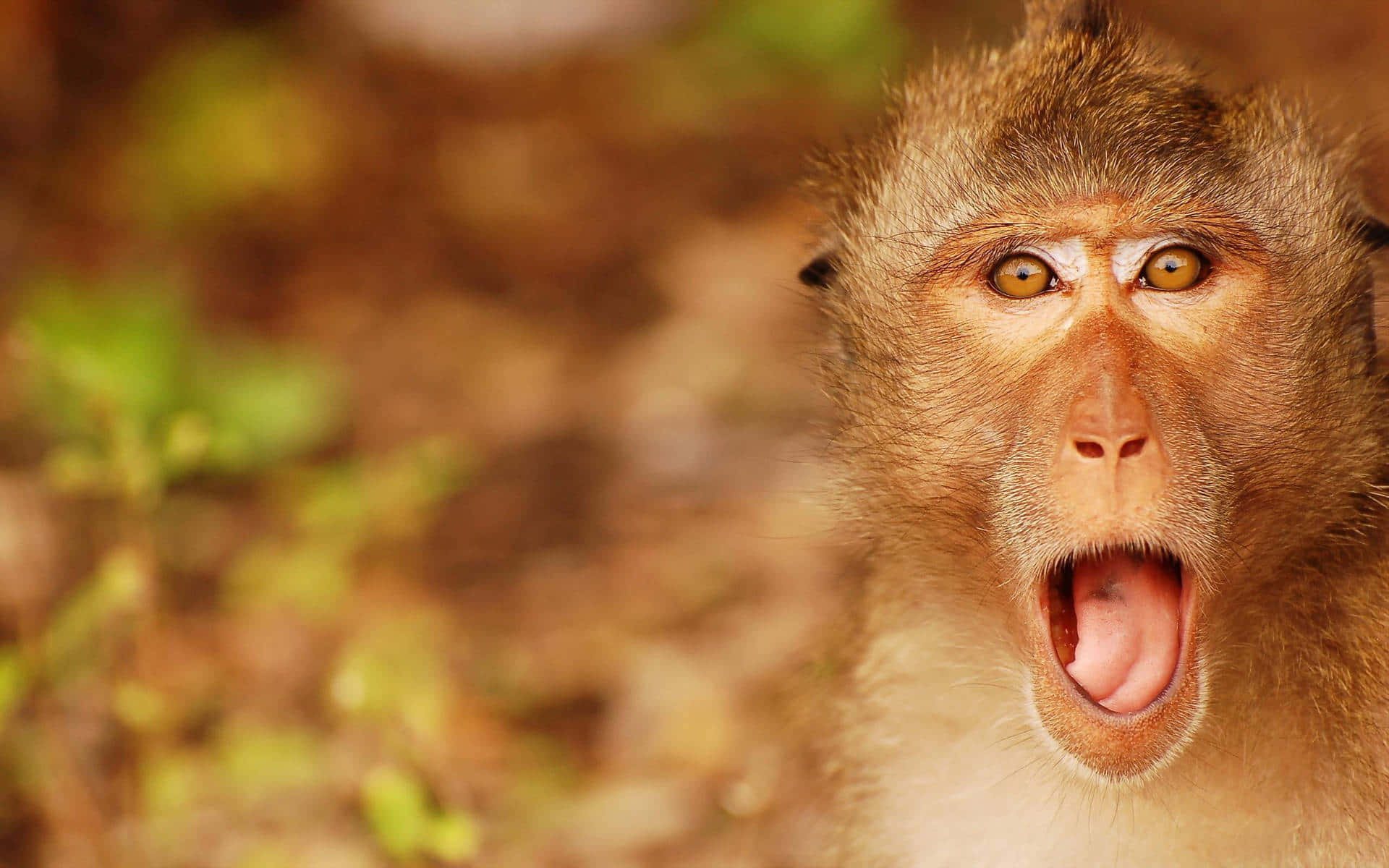 1920x1200 Shocked Cute Monkey Photo Wallpaper