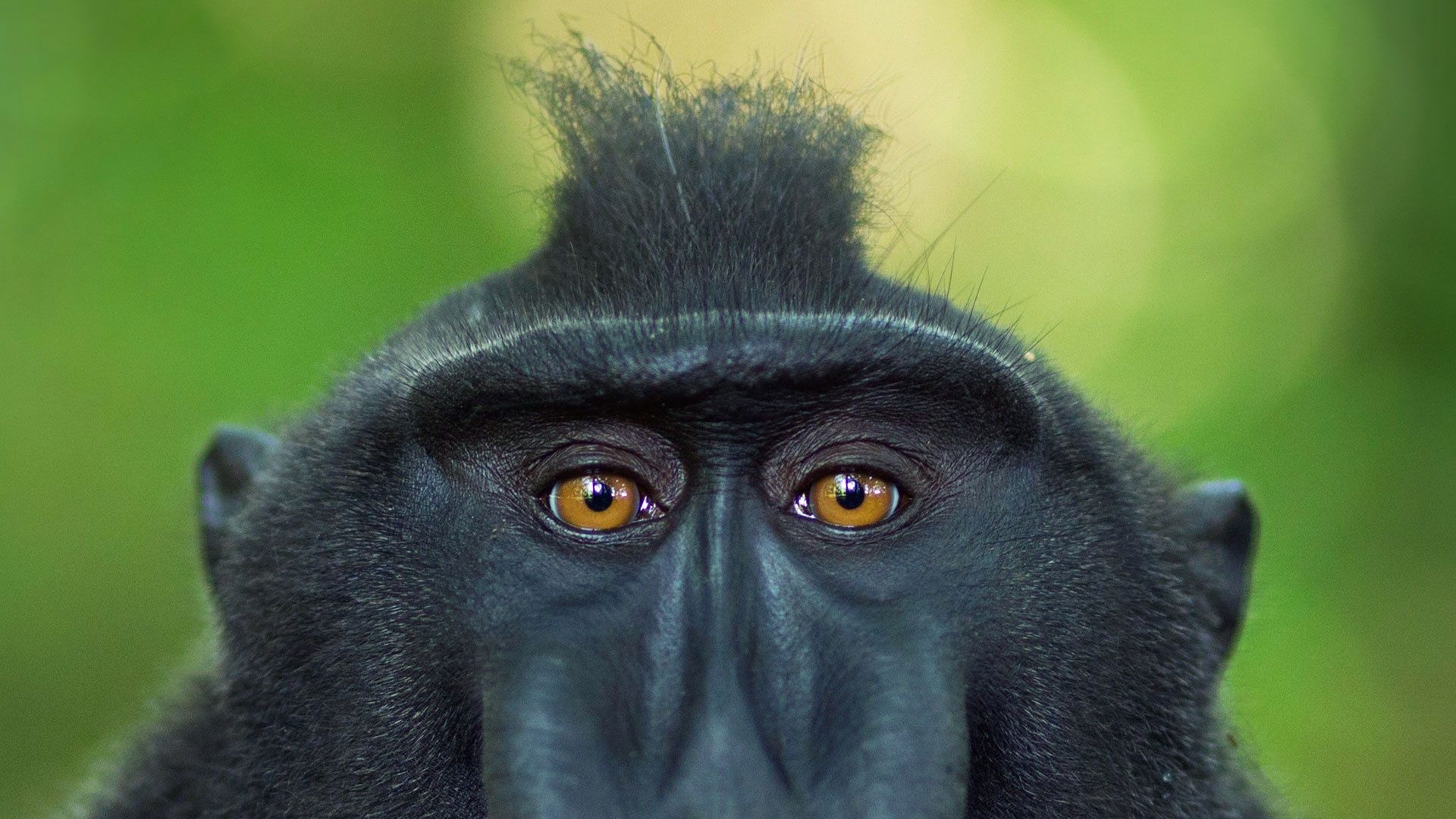1920x1080 Download Primate Stare Monkey Macaque