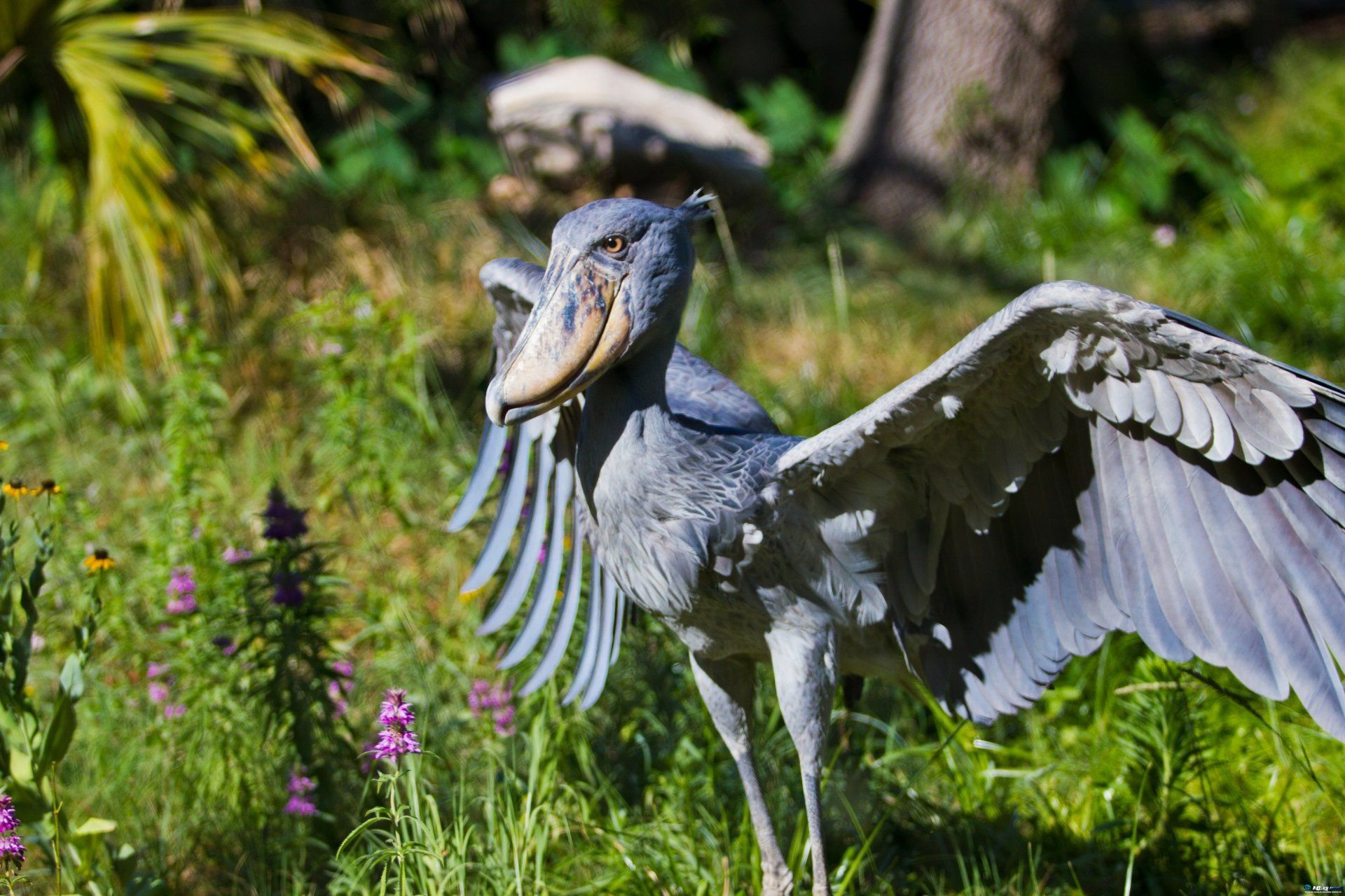 Shoebill Wallpapers Top Free Shoebill Backgrounds WallpaperAccess
