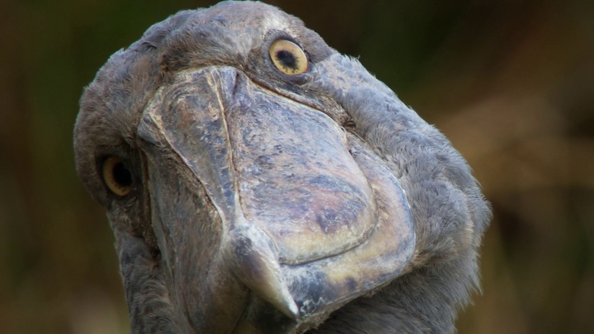 Shoebill Wallpapers - Top Free Shoebill Backgrounds - WallpaperAccess