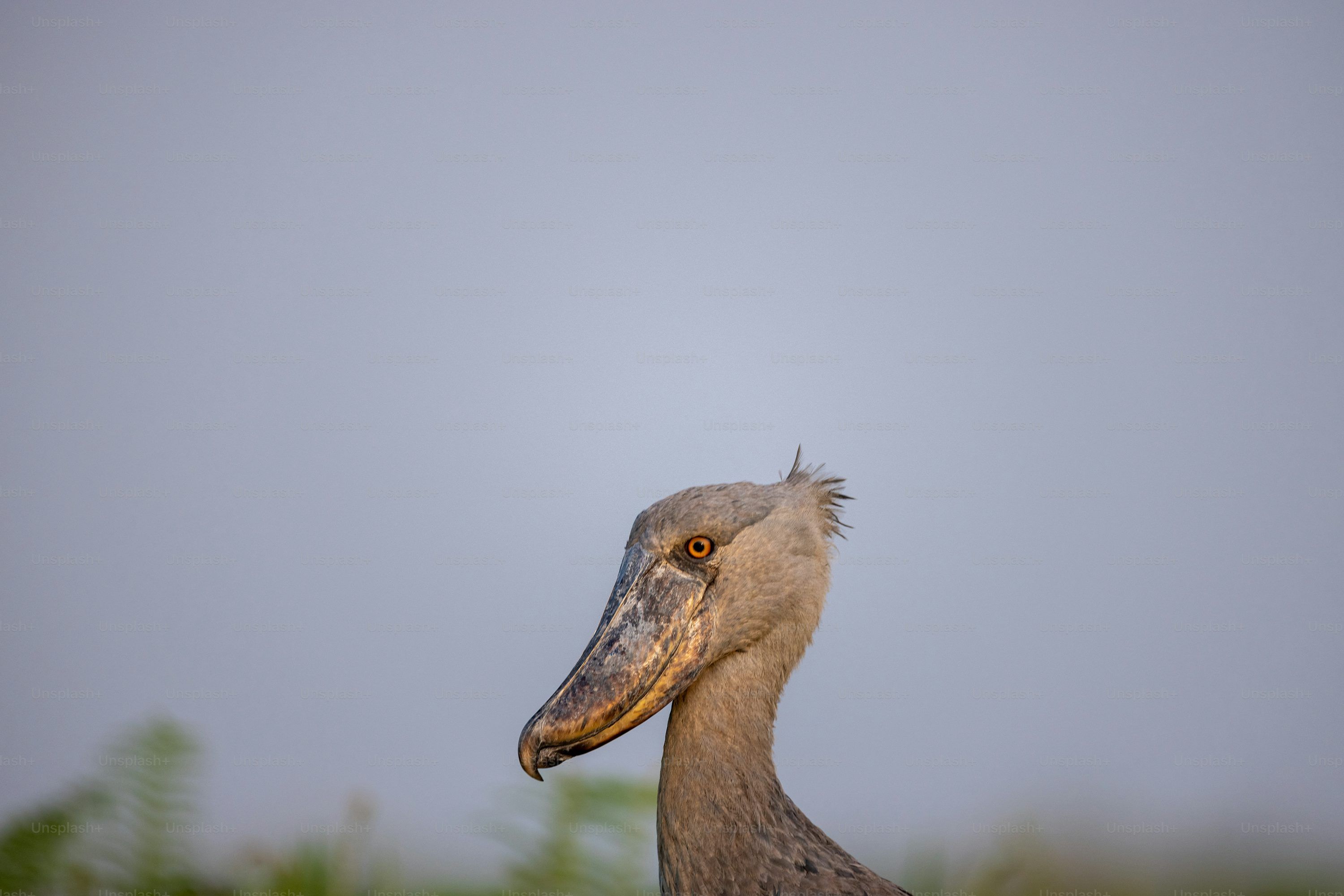 3000x2001 Shoebill Picture. Download Free