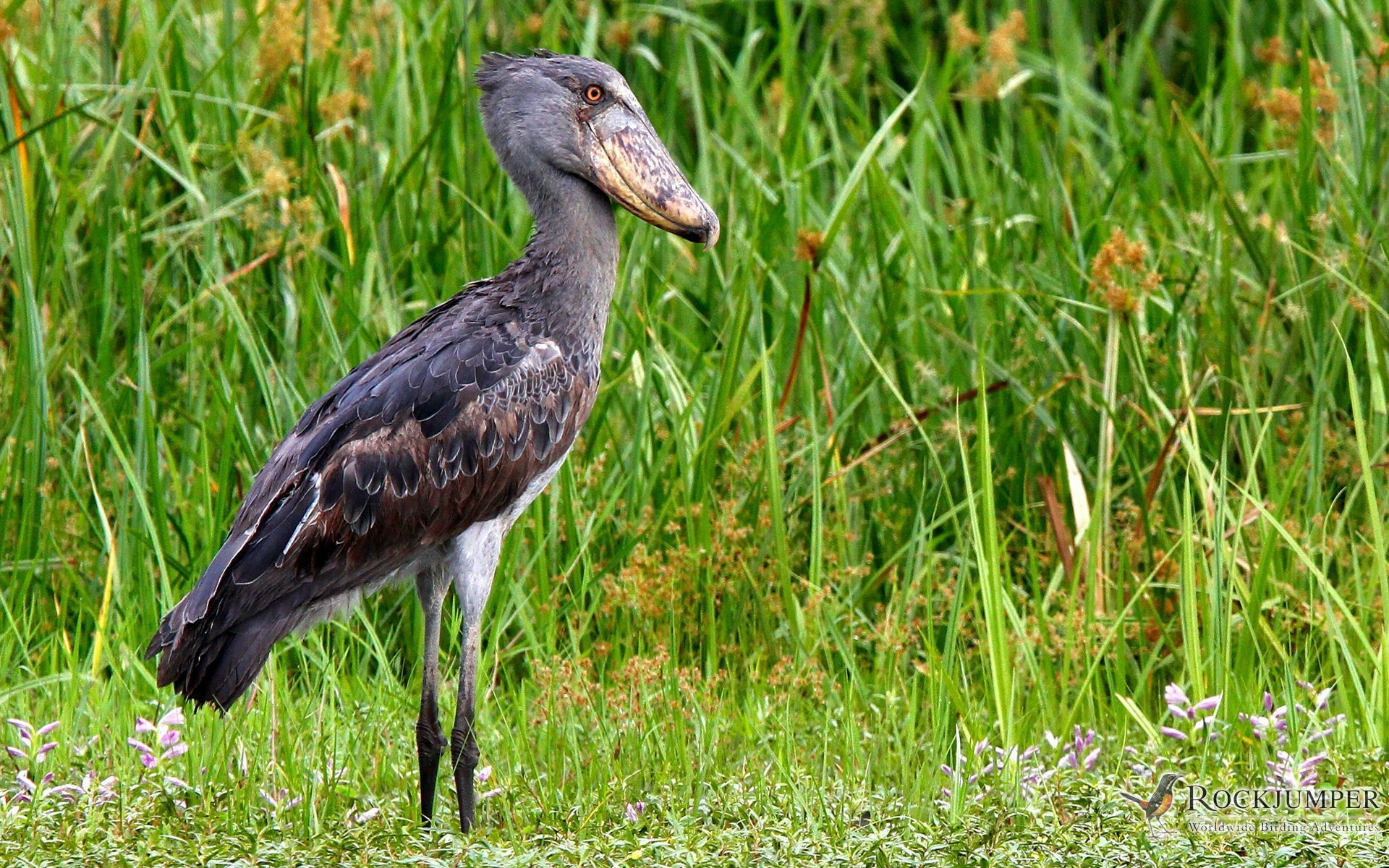 1920x1200 Shoebill Stork Wallpaper