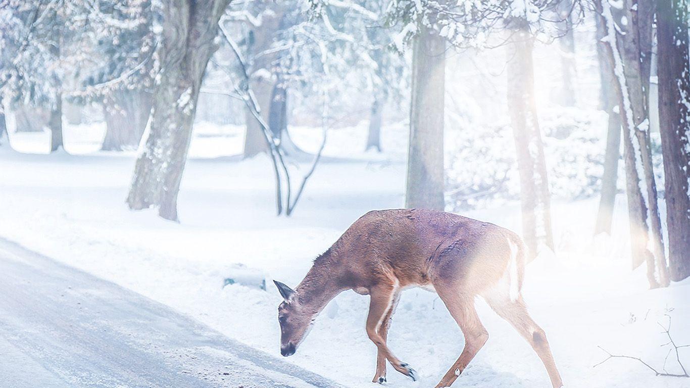 1366x768 Christmas Deer Street Snow Winter Nature Animal White