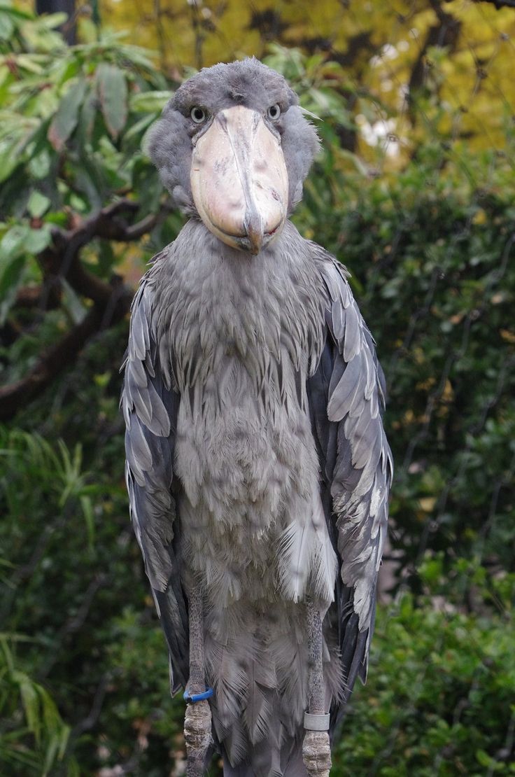 shoebill the human sized african bird that eats baby crocodiles and
