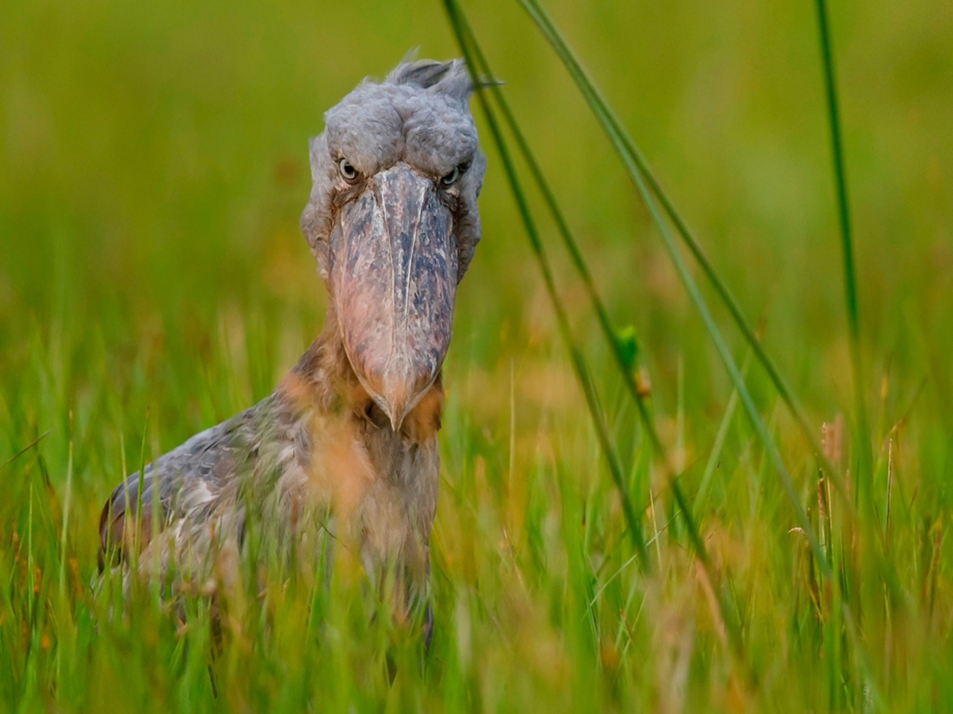 3072x2302 Shoebill, Uganda