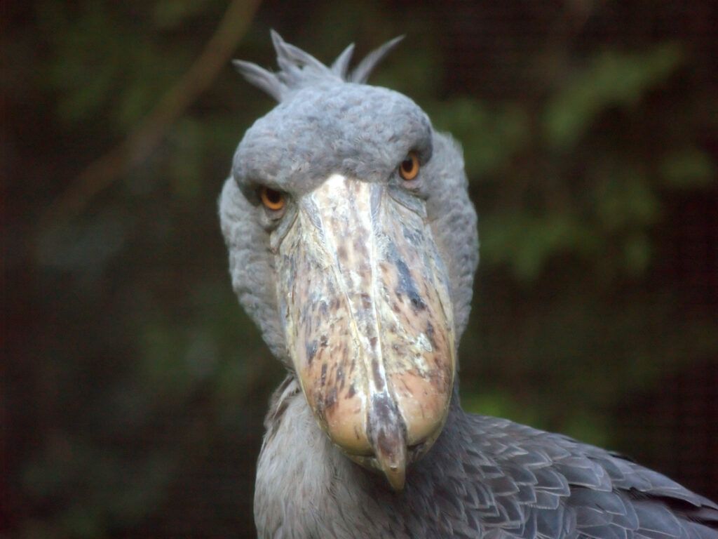 1024x768 ancient bird that can eat crocodiles