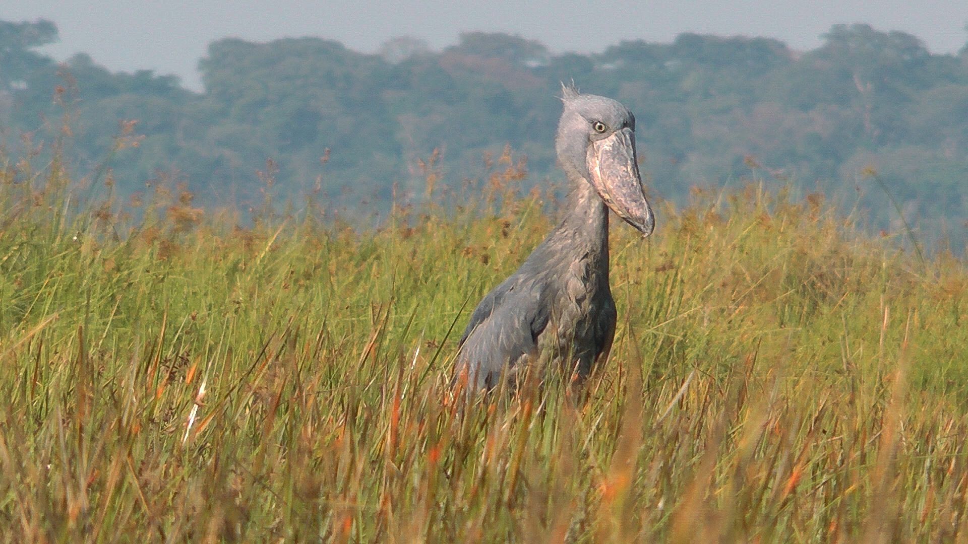 Shoebill Wallpapers - Top Free Shoebill Backgrounds - WallpaperAccess