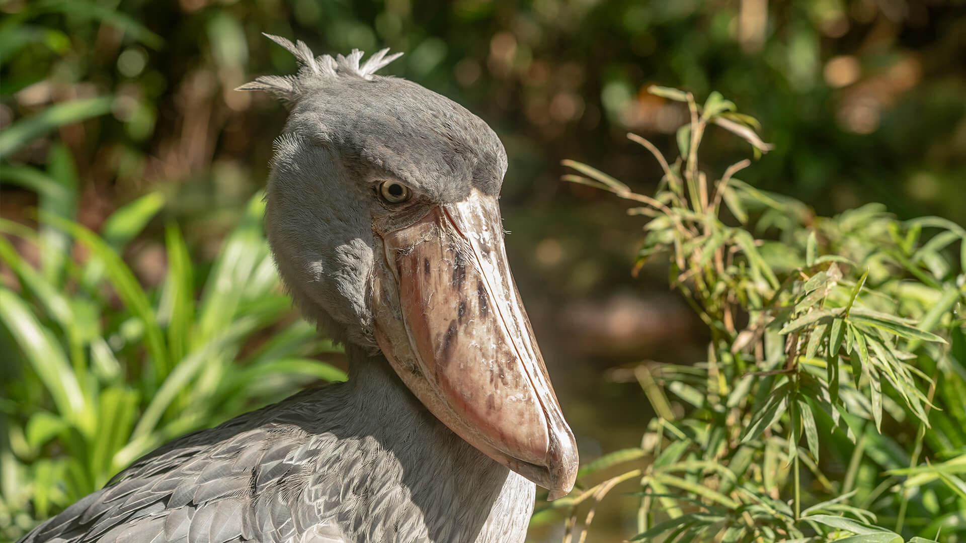 1920x1080 Shoebill. San Diego Zoo Animals & Plants